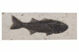 Stunning Fish Fossil (Mioplosus) - Large For Species #240212-1